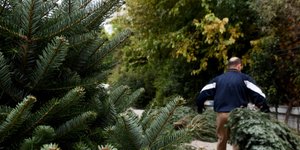 πώληση φυσικών Χριστουγεννιάτικων δέντρων/Φωτογραφία: Eurokinissi