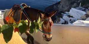 Φωτογραφία: .shutterstock