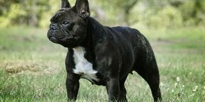 Σκύλος πυροβόλησε και τραυμάτισε το αφεντικό του