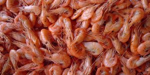 Το υλικό του μέλλοντος: Από γαρίδες και ξυλόσκονη το νέο βιοδιασπώμενο πλαστικό 