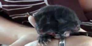 Γεννήθηκε γατί με δύο πρόσωπα! [βίντεο]