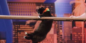 Γάτα κάνει ακροβατικά στο America's Got Talent