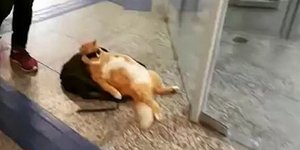 Αυτή είναι η πιο κουλ γάτα του κόσμου -Αραχτή με γυαλιά σε τράπεζα της Βραζιλίας