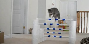 Αυτές οι γάτες θα μπορούσαν να πάρουν το χρυσό στην υπερπήδηση εμποδιών [βίντεο]