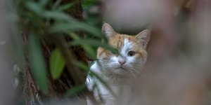 Απίστευτο! Γάτα εγκλωβίστηκε σε ΑΤΜ στη Λάρισα /Φωτογραφία Αρχείου: Intime News