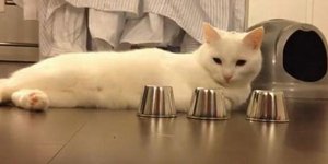 Η γάτα που παίζει τον «παπά» και κερδίζει πάντα [βίντεο]