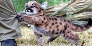 Το χαριτωμένο πούμα του ζωολογικού κήπου  [εικόνες]