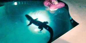 Αλιγάτορας διέρρηξε την αυλή και έκανε βουτιά στην πισίνα [εικόνες]