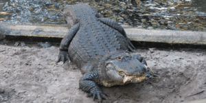 Πήγε να σώσει αλιγάτορα και τον δάγκωσε: Σκηνές τρόμου στη Λουιζιάνα [βίντεο]