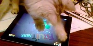 Γάτος παίζει Ninja Fruit! [βίντεο]