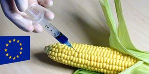 «Φρένο» από την Κομισιόν στην καλλιέργεια γενετικά τροποποιημένων τροφίμων