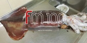 Βρήκε γιγαντιαίο θράψαλο στη Λήμνο (Φωτο: limnosfm100)