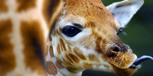 Το τρυφερό αντίο της καμηλοπάρδαλης στον ετοιμοθάνατο φύλακα του ζωολογικού κήπο