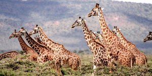 φωτογραφία: pixabay.com