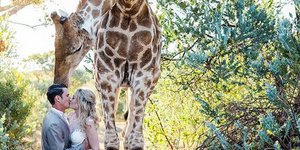 Το photobomb της καμηλοπάρδαλης στο ζευγάρι. Φωτογραφία: Instagram/Stephanie Norman