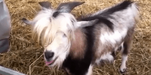 Μπερδεμένη κατσίκα νομίζει ότι είναι κότα [βίντεο]