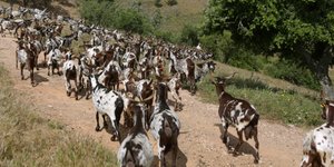 Το κατσικίσιο γάλα έχει πολλά οφέλη στον οργανισμό. Φωτογραφία: AP