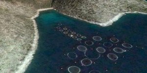 Απάντηση για το πόσα ψάρια ιχθυοκαλλιέργειας έχουμε