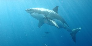 Καρχαρίας-τέρας μήκους πέντε μέτρων εμφανίστηκε σε παραλία στην Αυστραλία -Συναγ