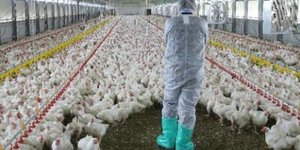 Παγκόσμιος Οργανισμός Υγείας: Δεν μεταδίδεται από άνθρωπο σε άνθρωπο η γρίπη των