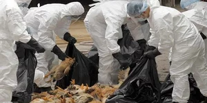 Σε επιφυλακή το ΚΕΕΛΠΝΟ για τη γρίπη των πτηνών - Συστάσεις σε όσους ταξίδεψαν σ