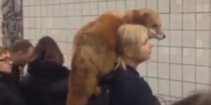 Μια γυναίκα με την αλεπού της στο μετρό της Μόσχας (Φωτογραφία: Βίντεο @YouTube)