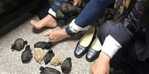 Γυναίκα είχε κρύψει 14 χάμστερ στα πόδια της (Φωτογραφία: Coast Guard Administration)