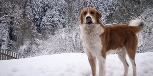 Χαρά και με... κρύο