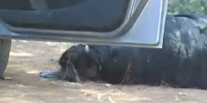 Σοκαριστικές εικόνες από τον τόπο της δολοφονίας του ιερέα στην Ηλεία [βίντεο]