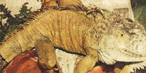 Πανικός σε διαμέρισμα στην Αργυρούπολη όταν εισέβαλε μέσα ιγκουάνα μήκους 1