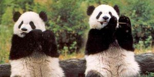 Οταν ένας πρόεδρος των ΗΠΑ έστειλε δημοσιογράφο να δει αν ζευγαρώνουν δύο πάντα 