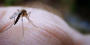 Δύο ακόμη νεκροί από τον ιό του Δυτικού Νείλου – Ηλικιωμένα άτομα με επιβαρυμένη