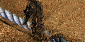 Ιππόκαμποι στο Στρατώνι Χαλκιδικής