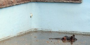 Άτυχος ο ιπποπόταμος Σόλι – Πέθανε στην πισίνα που πήγε να δροσιστεί
