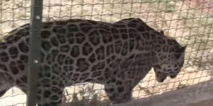 Το τζάγκουαρ με τη στερεοτυπική συμπεριφορά / Φωτογραφία: YouTube