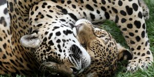 Ιδιοκτήτης Αττικού Ζωολογικού Πάρκου: Τραγική αλλά σωστή απόφαση να θανατωθούν τα τζάγκουαρ (Φωτογραφία: AP)