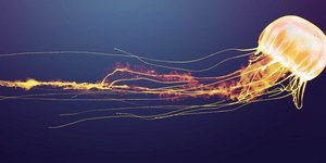 Τσουχτερό μπειμπιλίνο: Πάνες από τσούχτρες σχεδιάζουν Ισραηλινοί ερευνητές