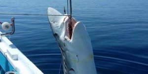 Φωτογραφία: Skopelos News