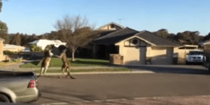 Καγκουρό παίζουν μποξ στη μέση του δρόμου στην Αυστραλία [βίντεο]