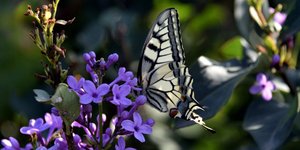 (Φωτογραφία: Eurokinissi-ΠΑΠΑΔΟΠΟΥΛΟΣ ΒΑΣΙΛΗΣ)
