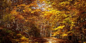 Φθινοπωρινή εικόνα από το Βέρμιο (Φωτογραφία: EUROKINISSI/ΓΙΩΡΓΟΣ ΕΥΣΤΑΘΙΟΥ)