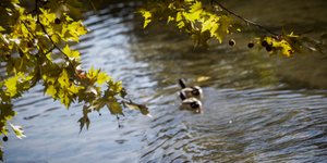 Ο Ληθαίος ποταμός