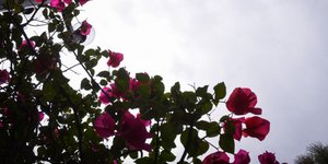 Εως τους 18 βαθμούς η θερμοκρασία την Τετάρτη/ Φωτογραφία: EUROKINISSI- ΤΑΤΙΑΝΑ ΜΠΟΛΑΡΗ