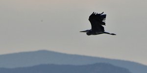 Σταχτοτσικνιάς στο Ναύπλιο (Φωτογραφία: ΑΠΕ-ΜΠΕ/ΜΠΟΥΓΙΩΤΗΣ ΕΥΑΓΓΕΛΟΣ)