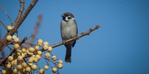 Παραμένει καλός ο καιρός/ Φωτογραφία: EUROKINISSI- ΘΑΝΑΣΗΣ ΚΑΛΛΙΑΡΑΣ
