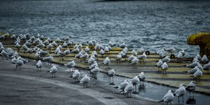 Γλάροι στο λιμάνι του Πειραιά -Φωτογραφία Eurokinissi