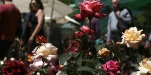 Τριαντάφυλλα/ Φωτογραφία: INTIME NEWS