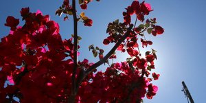 ΦΩΤΟΓΡΑΦIA: EUROKINISSI/ΠΑΠΑΔΟΠΟΥΛΟΣ ΒΑΣΙΛΗΣ