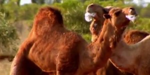 Απίστευτο χιουμοριστικό βίντεο με διαλόγους ζώων στα κυπριακά [βίντεο]