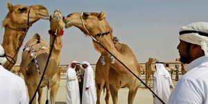 Καλλιστεία καμήλας στη Σαουδική Αραβία (Φωτογραφία αρχείου: AP Photo/Kamran Jebreili)